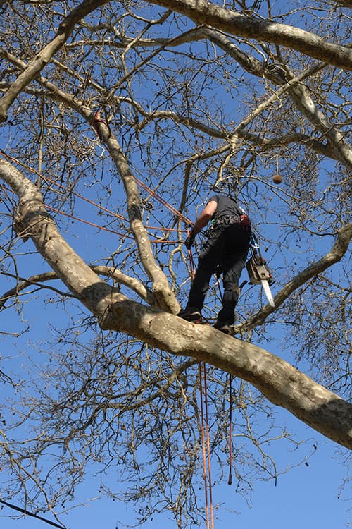Tree Removal project example 2