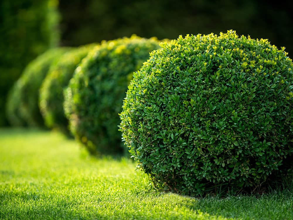 Commercial Property Maintenance by A Cut Above Lawn Care Inc